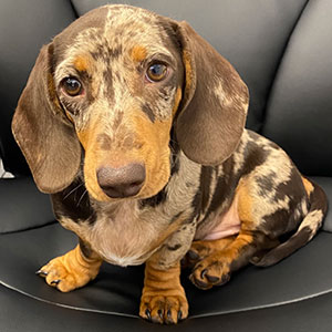 Henry from Diamond Sales & Lettings in Hereford